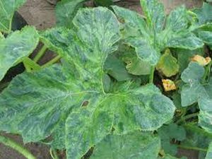 uploads/images/disease/chrysantheum mosic virus.jpg